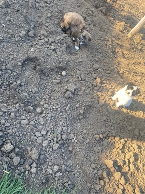 căței bison - imagine 4