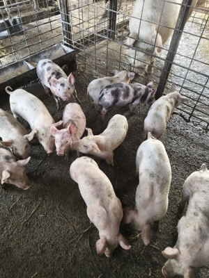 purcei disponibili - imagine 2