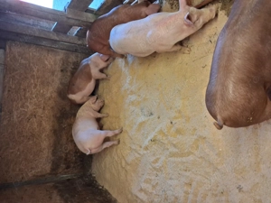 Grasuni 55-60 kg rasa duroc-pic - imagine 3