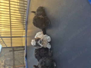 Cățeluși bichon. - imagine 2