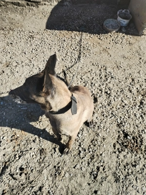 Vând cățea malinoa pedigree cu vaccinuri la zi  - imagine 5