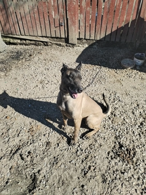 Vând cățea malinoa pedigree cu vaccinuri la zi  - imagine 3