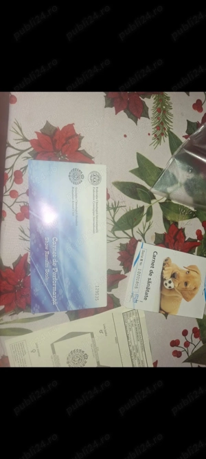 Vând cățea malinoa pedigree cu vaccinuri la zi  - imagine 2