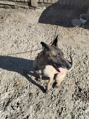 Vând cățea malinoa pedigree cu vaccinuri la zi  - imagine 4