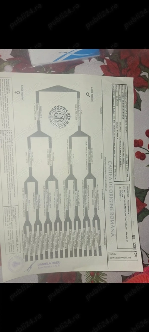Vând cățea malinoa pedigree cu vaccinuri la zi 