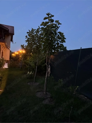 Vila premium  Corbeanca - imagine 3