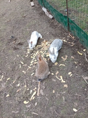 iepuri crescuti liberi totul bio - imagine 3