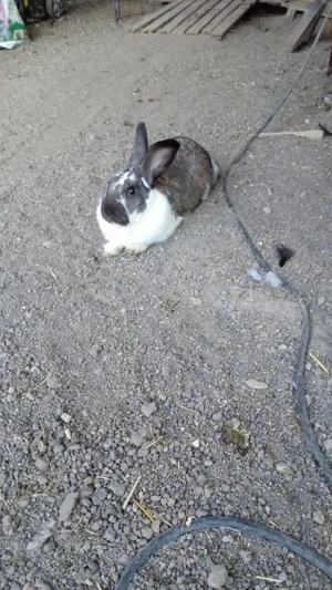 iepuri crescuti liberi totul bio - imagine 4