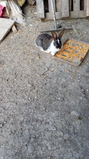 iepuri crescuti liberi totul bio - imagine 5