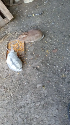 iepuri crescuti liberi totul bio - imagine 2