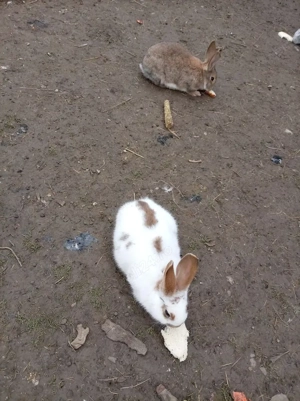 iepuri crescuti liberi totul bio