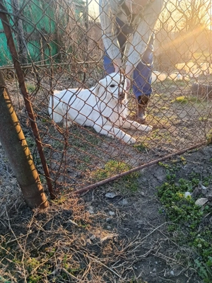 Mascul golden retriever. - imagine 4