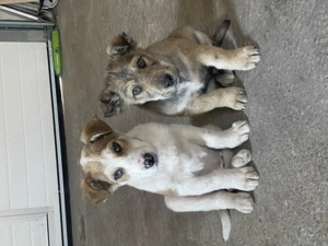 Catelusi 3 4luni. - imagine 3