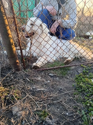 Mascul golden retriever. - imagine 5