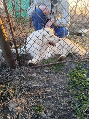 Mascul golden retriever. - imagine 2