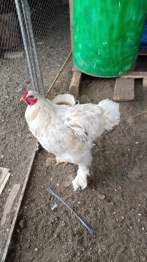 3 Cocoș brahma inelați 2025 si o puicuța  - imagine 3
