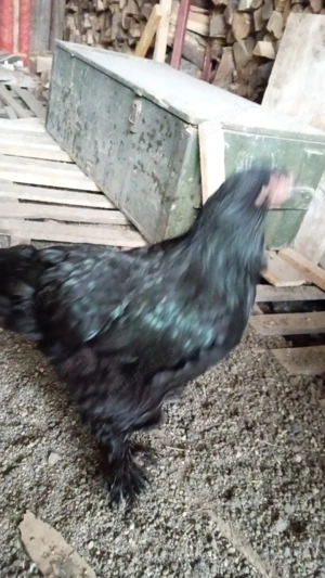 3 Cocoș brahma inelați 2025 si o puicuța  - imagine 4