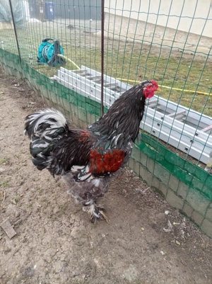 3 Cocoș brahma inelați 2025 si o puicuța  - imagine 5