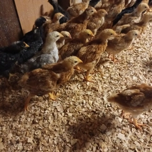 Vând pui rasă mixta 