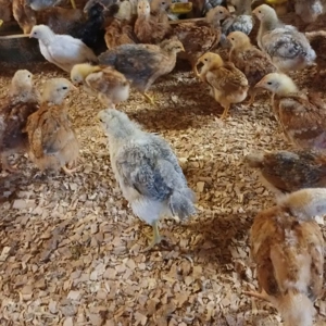 Vând pui rasă mixta  - imagine 3