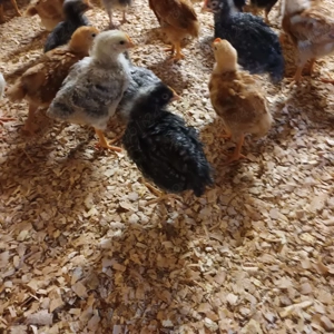 Vând pui rasă mixta  - imagine 4