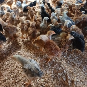 Vând pui rasă mixta  - imagine 2