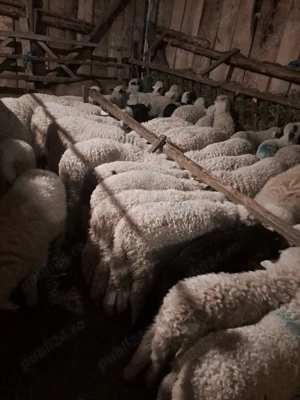 Miei pt Paștele Catolic și Ortodox 