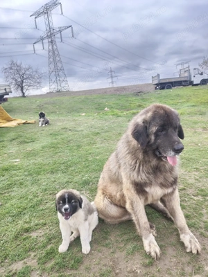 Catei ciobanesc caucazian - imagine 3