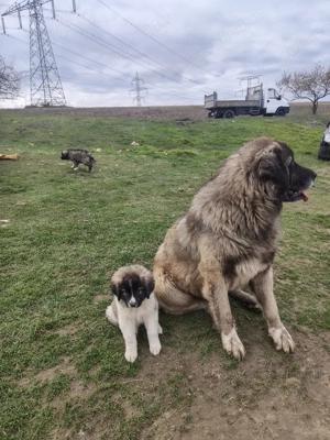 Catei ciobanesc caucazian - imagine 4