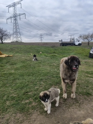 Catei ciobanesc caucazian - imagine 2