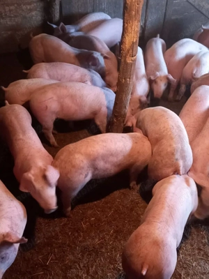 Purcei De Rasă 30-60 kg - imagine 2