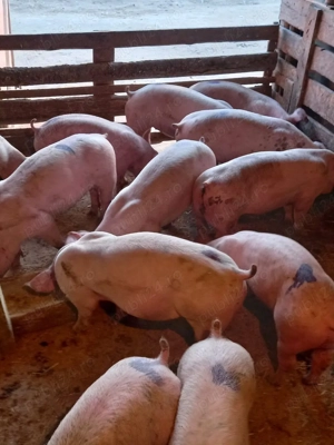 Purcei De Rasă 30-60 kg - imagine 3