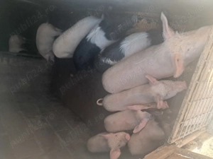 Vand soldani in beltiug 