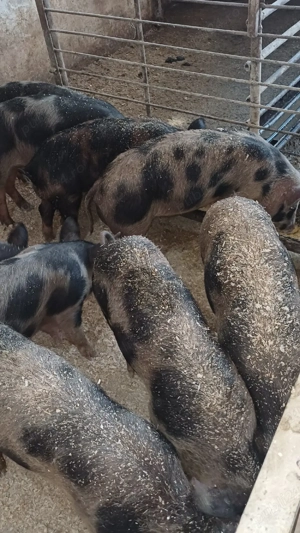 ceva deosebit  - imagine 2