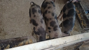 ceva deosebit  - imagine 5