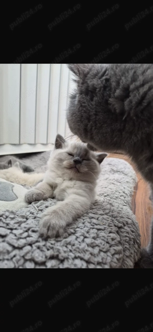 Pisici British short hair - imagine 8