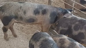 ceva deosebit  - imagine 3