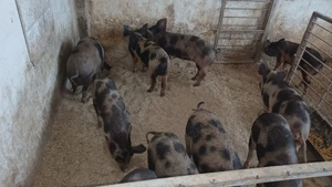 ceva deosebit  - imagine 4