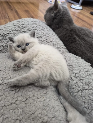 Pisici British short hair - imagine 3