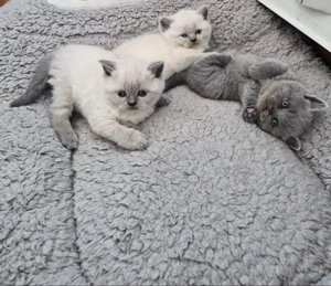 Pisici British short hair