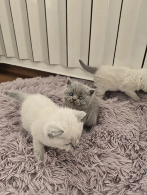 Pisici British short hair - imagine 5