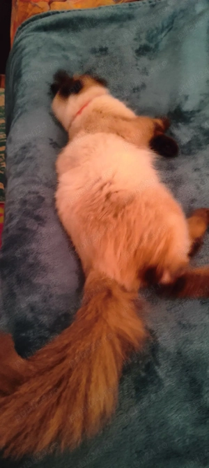 pisicuță ragdoll fără pedigree  - imagine 5