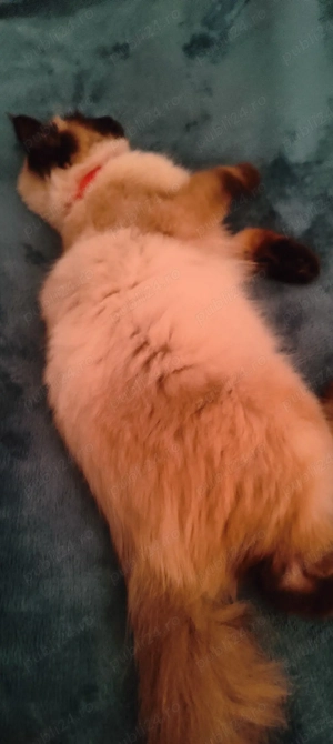 pisicuță ragdoll fără pedigree  - imagine 2