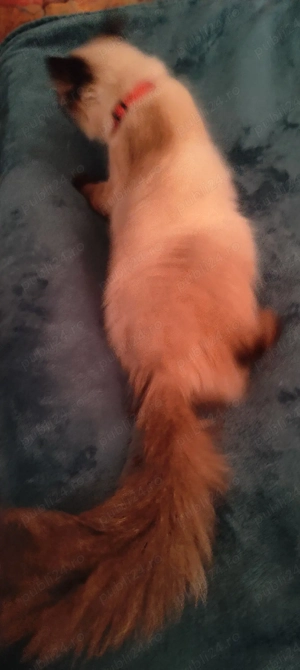 pisicuță ragdoll fără pedigree  - imagine 3