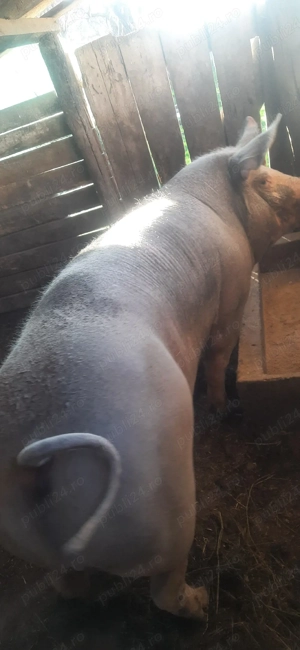 Vînd porci. - imagine 3