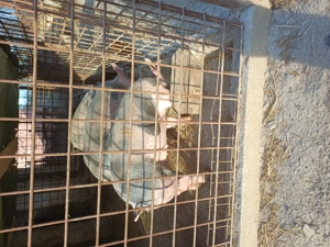 Vând scrofițe pietrain belgian ,rasă de carne ,90kg - imagine 4