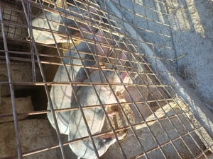 Vând scrofițe pietrain belgian ,rasă de carne ,90kg - imagine 5