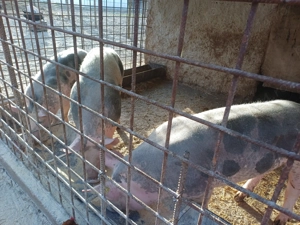 Vând scrofițe pietrain belgian ,rasă de carne ,90kg - imagine 3