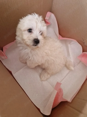 Băiețel Bichon  Maltez  - imagine 4