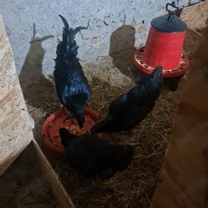 Ayam Cemani tinerit familie